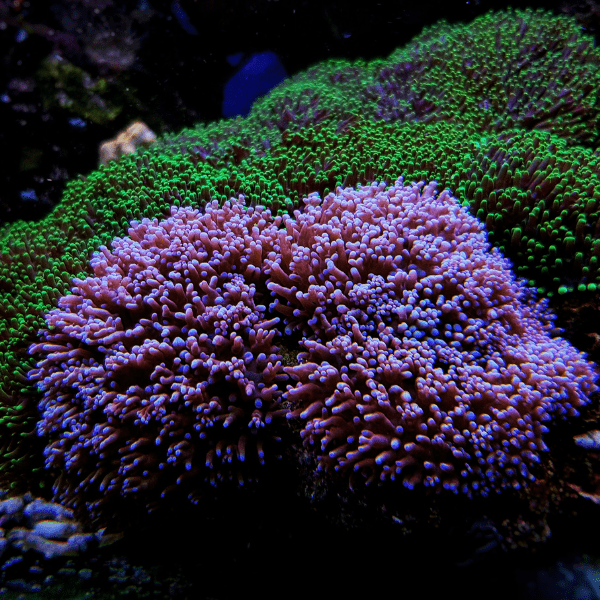 Furry Mushroom Coral Frag Rhodactis Sp - Image 4