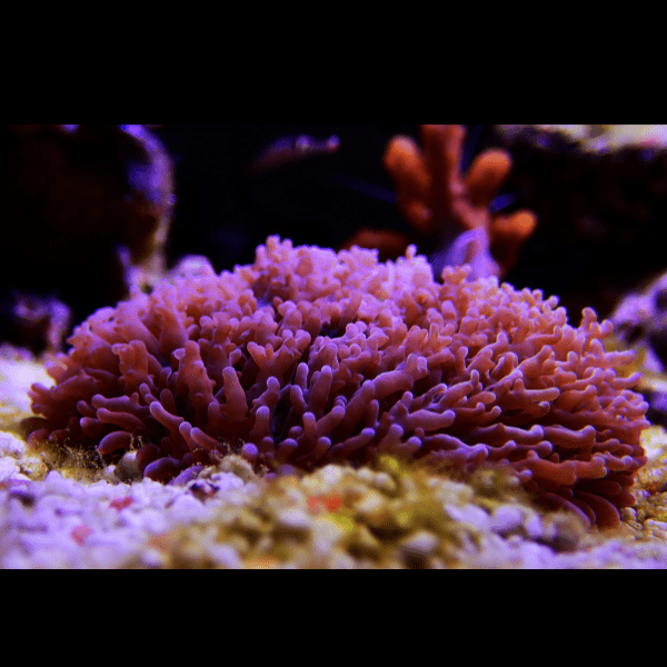 Furry Mushroom Coral Frag Rhodactis Sp - Image 6
