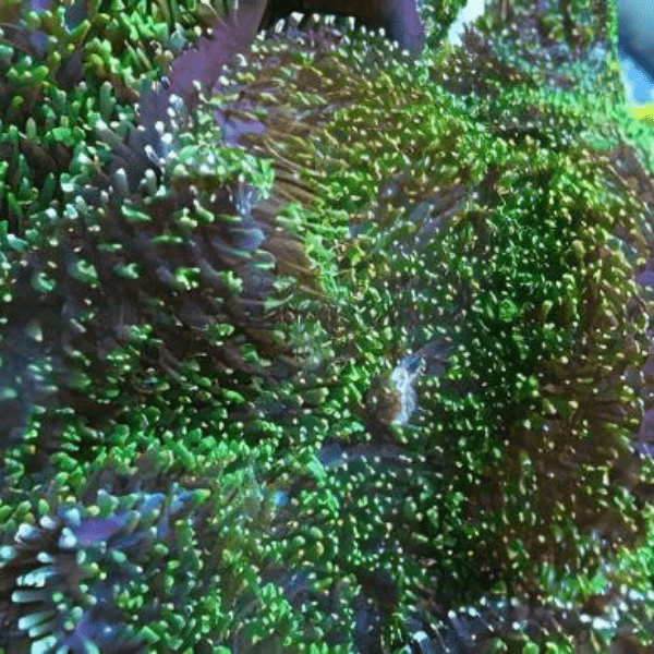 Furry Mushroom Coral Frag Rhodactis Sp - Image 5