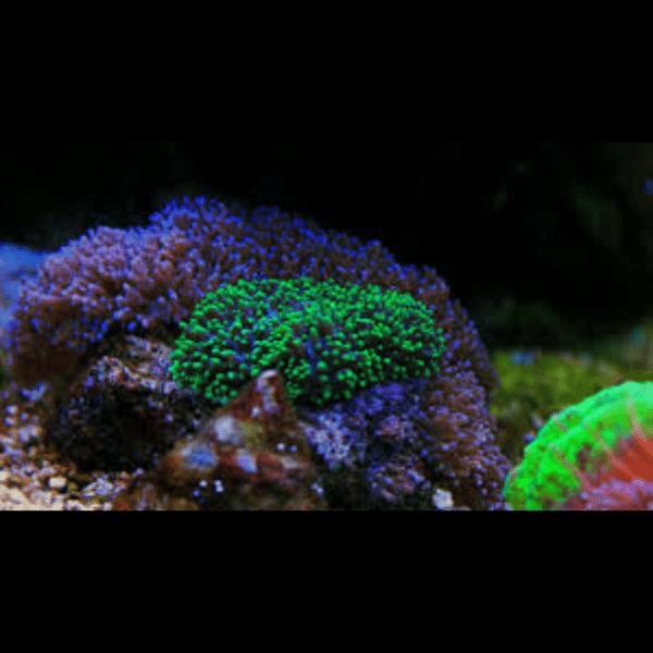 Furry Mushroom Coral Frag Rhodactis Sp - Image 3