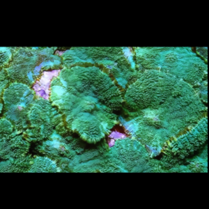 Furry Rock Mushroom Fungiidae Coral Green Rhodactis Sp