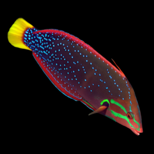 Gaimard Clown Wrasse Coris Gaimard