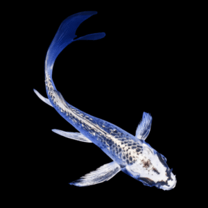 Grade A White Ghost Butterfly Koi Carp Cyprinus Carpio 8cm