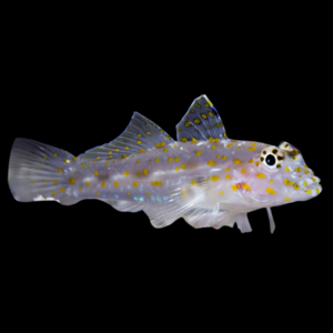 Ghost Goby Fusigobius Pallidus