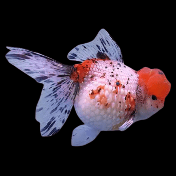 Giant Calico Pearlscale Grade AA Goldfish Carassius Auratus