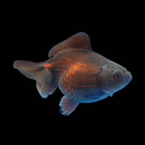 Giant Chocolate Ryukin Grade AA Goldfish Carassius Auratus