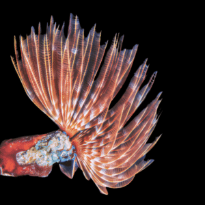 Giant Feather Duster Fan Worm Sabellastarte sp