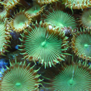 Giant Green Button Coral Polyp Protopalythoa Sp