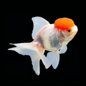 Giant Super Jelly Head Red Cap Oranda Grade AA Goldfish Carassius Auratus