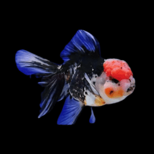 A1 Giant Super Jelly Head Tri Colour Oranda Grade AA Goldfish Carassius Auratus 10cm - Auction