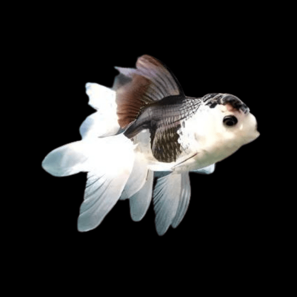 A1 Giant Panda Oranda Grade AA Goldfish Carassius Auratus 10cm – Auction