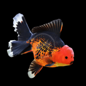 Giant Red & Black Oranda Grade AA Goldfish Carassius Auratus