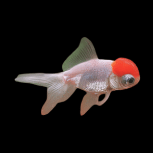 Giant Red Cap Telescope Moor Grade AA Carassius Auratus