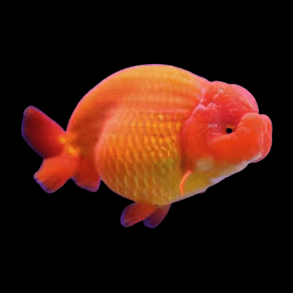 Giant Red Lionhead Ranchu Grade AA Goldfish Carassius Auratus