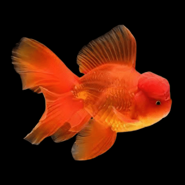 Giant Red Oranda Grade AA Goldfish Carassius Auratus