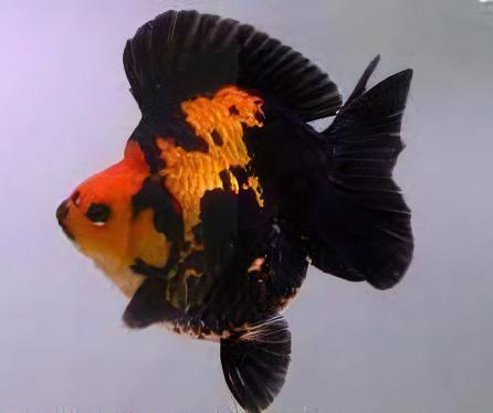 Giant Red and Black Ryukin Grade AA Goldfish Carassius Auratus - Image 8