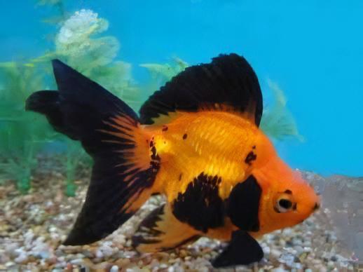 Giant Red and Black Ryukin Grade AA Goldfish Carassius Auratus - Image 4