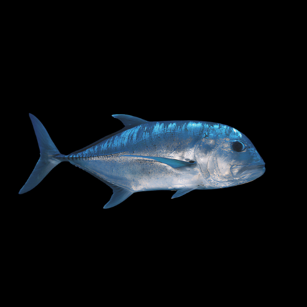 Giant Trevally Caranx Ignobilis 8cm
