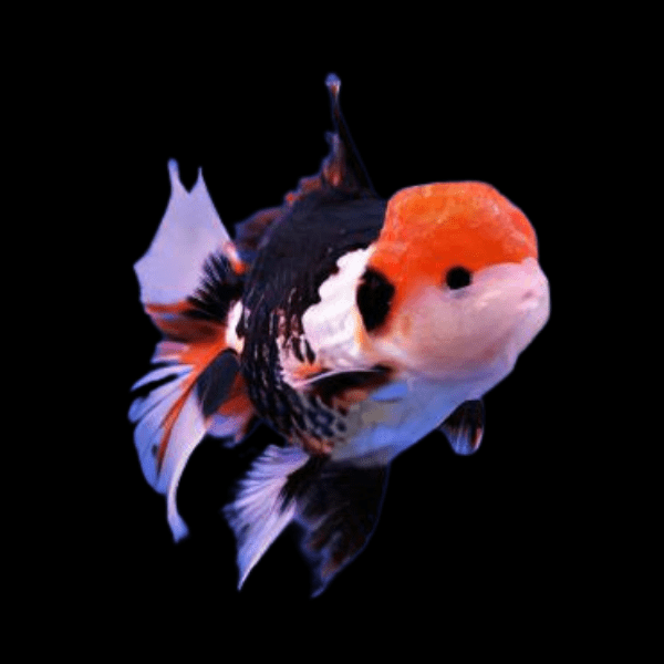 A1 Giant Tri Colour Oranda Grade AA Goldfish Carassius Auratus 10cm – Auction