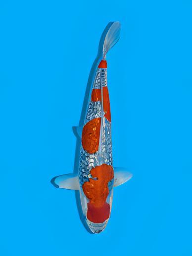 Gin Rin Grade A Koi Carp Cyprinus Carpio - Image 6