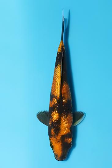 Gin Rin Grade A Koi Carp Cyprinus Carpio - Image 9