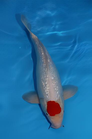 Gin Rin Grade A Koi Carp Cyprinus Carpio - Image 10