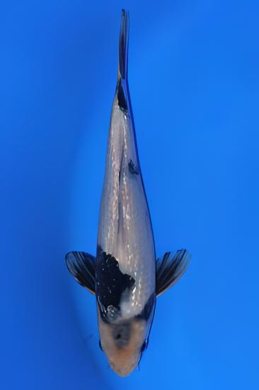 Gin Rin Grade A Koi Carp Cyprinus Carpio - Image 11