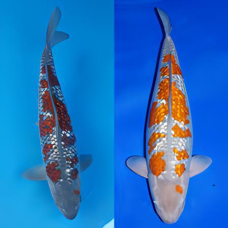 Gin Rin Grade A Koi Carp Cyprinus Carpio - Image 5