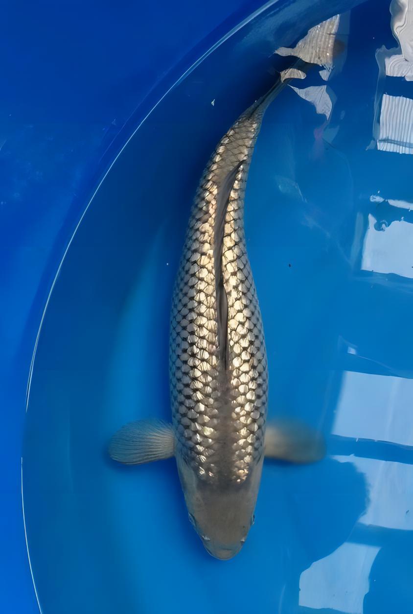 Gin Rin Grade A Koi Carp Cyprinus Carpio - Image 12
