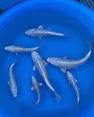 Gin Rin Grade A Koi Carp Cyprinus Carpio - Image 14