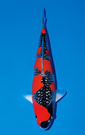 Gin Rin Grade A Koi Carp Cyprinus Carpio - Image 7