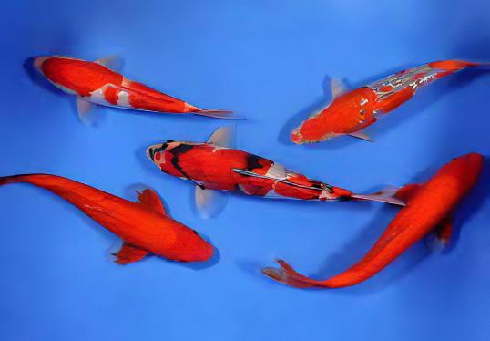 Gin Rin Grade A Koi Carp Cyprinus Carpio - Image 13