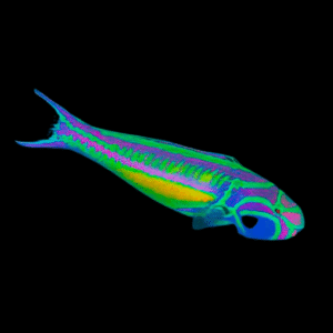 Glorious Five Striped Wrasse Thalassoma Quinquevittatum