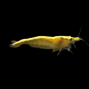 Gold Back Shrimp Neocaridina 2cm
