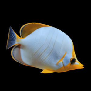 Gold Rim Butterfly Fish Chaetodon Xanthocephalus