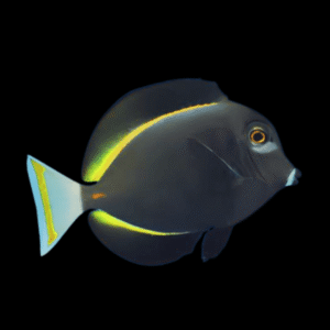 Gold Rim Tang Acanthurus Nigricans