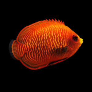 Golden Dwarf Angelfish Centropyge Aurantia