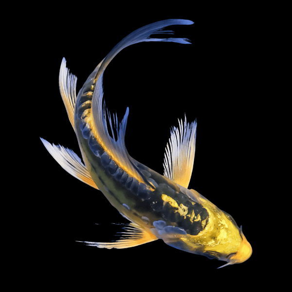 Grade A Gold Ghost Butterfly Koi Carp Cyprinus Carpio 8cm