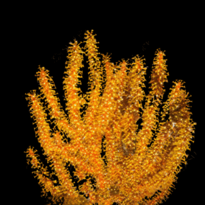 Golden Polyp Gorgonia Menella sp
