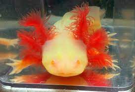 Golden Red Eye Albino Axolotl Ambystoma Mexicanum 5cm - Image 2