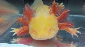 Golden Red Eye Albino Axolotl Ambystoma Mexicanum 5cm - Image 5