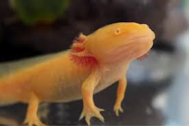 Golden Red Eye Albino Axolotl Ambystoma Mexicanum 5cm - Image 6