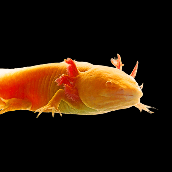 Golden Red Eye Albino Axolotl Ambystoma Mexicanum 5cm