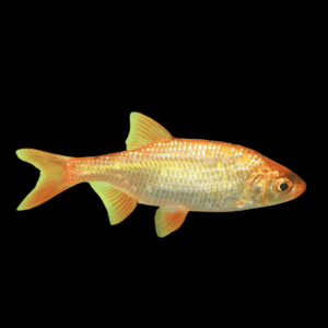 Golden Rudd Scardinius Erythrophthalmus 10cm