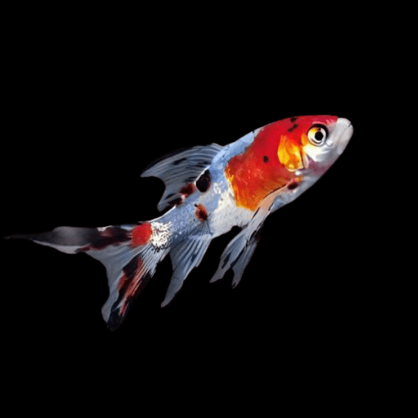 Shubunkin Goldfish Carassius Auratus