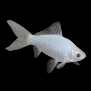 Goldfish White Carassius Auratus