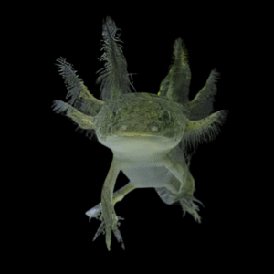 Green Axolotl Ambystoma Mexicanum 5cm
