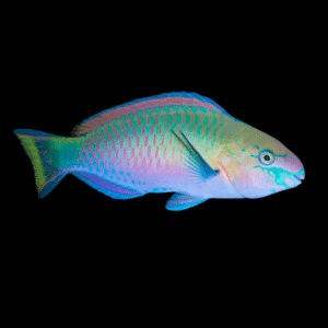 Green Blotch Quoyi Fairy Parrot Wrasse Scarus Quoyi