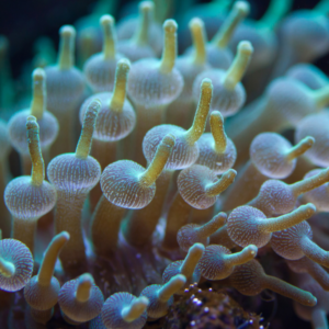 Green Bubble Tip Anemone Entacmaea Quadricolor