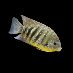 Green Chromide Etroplus Suratensis 5cm